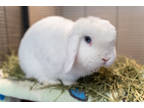 Adopt Milka a White Lop, Holland / Lop, Holland / Mixed rabbit in Golden Valley