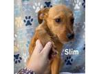 Adopt Slim a Brown/Chocolate Jack Russell Terrier / Mixed dog in Jackson