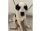 Adopt Snoopy a Black Mixed Breed (Medium) / Mixed dog in Jackson, MI (41454119)