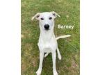 Adopt Barney a White Labrador Retriever / Mixed dog in Jackson, MI (41454118)