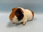 Adopt Cody a Guinea Pig