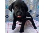 Adopt Jimbo a Black Labrador Retriever / Mixed dog in Jackson, MI (41453524)