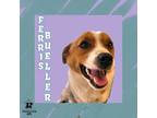 Adopt Ferris Bueller a Tan/Yellow/Fawn Mixed Breed (Medium) / Mixed dog in