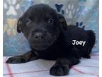 Adopt Joey a Black Labrador Retriever / Mixed dog in Jackson, MI (41453522)