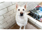 Adopt Jett a White Shepherd (Unknown Type) / Mixed dog in Golden Valley