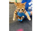 Adopt PRINCE CHARMING a Orange or Red Domestic Shorthair / Mixed Breed (Medium)