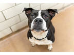 Adopt Rooster a Black American Pit Bull Terrier / Mixed dog in Golden Valley