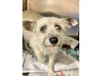 Adopt Honey a Tan/Yellow/Fawn Terrier (Unknown Type, Small) / Mixed dog in