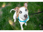 Adopt Ellie a White American Pit Bull Terrier / Mixed dog in Golden Valley