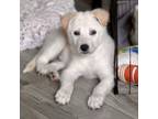 Adopt Popcorn a Mixed Breed