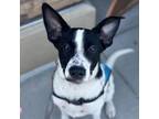 Adopt Benny a Border Collie, Australian Cattle Dog / Blue Heeler