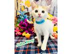 Adopt John Dory a White Domestic Shorthair / Domestic Shorthair / Mixed cat in
