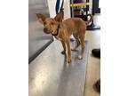 Adopt puppy a Tan/Yellow/Fawn Shepherd (Unknown Type) / Mixed dog in Fort Worth