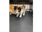 Adopt 55912717 a Orange or Red Domestic Shorthair / Domestic Shorthair / Mixed