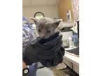 Adopt 55913350 a Gray or Blue Domestic Shorthair / Domestic Shorthair / Mixed