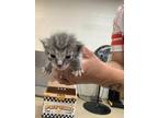 Adopt 55913567 a Gray or Blue Domestic Shorthair / Domestic Shorthair / Mixed