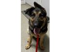 Adopt Balto a German Shepherd Dog, Mixed Breed