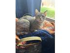 Adopt Pepper a Tan or Fawn (Mostly) Domestic Shorthair / Mixed (short coat) cat