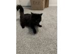 Adopt Coffe Beans a Black (Mostly) Maine Coon / Mixed (medium coat) cat in