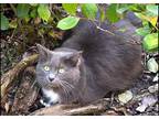 Adopt Luna a Gray or Blue Domestic Longhair / Mixed (long coat) cat in Palm