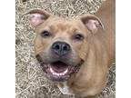 Adopt 337 a Tan/Yellow/Fawn - with White Pit Bull Terrier / Mixed dog in