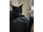 Adopt Salami a All Black Domestic Shorthair / Mixed (short coat) cat in San