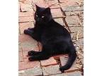 Adopt Starbuck a All Black Domestic Shorthair / Mixed (short coat) cat in