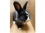 Adopt Bobbin a Black Lionhead / Other/Unknown / Mixed rabbit in Fairfax