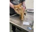 Adopt Billy Ray a Orange or Red Domestic Shorthair / Domestic Shorthair / Mixed