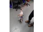 Adopt Flux a White Mixed Breed (Small) / Mixed dog in Fairfax, VA (41296760)