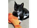 Adopt Emile a All Black Domestic Shorthair / Domestic Shorthair / Mixed cat in