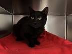 Adopt Pete a All Black Domestic Shorthair / Domestic Shorthair / Mixed cat in