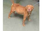 Adopt Wiz a American Staffordshire Terrier / Mixed dog in Raleigh, NC (41454858)