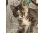 Adopt Cloe a Domestic Mediumhair / Mixed cat in Raleigh, NC (41454848)