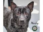 Adopt 24-04-1179 Marley a Australian Cattle Dog / Mixed dog in Dallas
