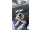 Adopt Tucker a Black - with Gray or Silver Schnauzer (Miniature) / Mixed dog in