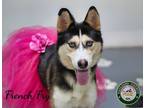 Adopt 24-05-1391 French Fry a Husky / Mixed dog in Dallas, GA (41383483)