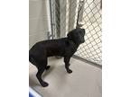 Adopt Pennie a Labrador Retriever / Mixed dog in Covington, GA (41454843)