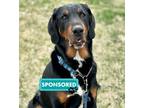 Adopt Rico a Coonhound / Mixed dog in Edmonton, AB (41434631)