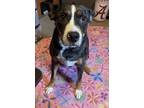 Adopt Kash a Black Catahoula Leopard Dog / Mixed dog in Lynn Haven