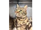 Adopt Macy a Gray or Blue Domestic Mediumhair / Domestic Shorthair / Mixed cat