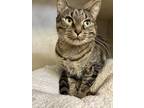 Adopt Camellia a Brown or Chocolate Domestic Shorthair / Domestic Shorthair /