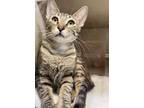 Adopt Slink a Brown or Chocolate Domestic Shorthair / Domestic Shorthair / Mixed