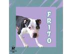 Adopt Frito a White Mixed Breed (Small) / Mixed Breed (Medium) / Mixed (short