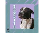 Adopt Bandito a Black Mixed Breed (Small) / Mixed Breed (Medium) / Mixed (short