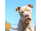 Adopt Edison a Brindle American Pit Bull Terrier / Mixed Breed (Medium) / Mixed
