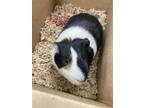 Adopt Wig a Black Guinea Pig / Mixed (short coat) small animal in Largo