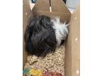 Adopt Toupee a Black Guinea Pig / Mixed small animal in Largo, FL (41454721)