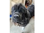 Adopt Louie a Black - with White Newfoundland / Mixed dog in Prospect