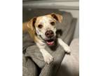 Adopt Tallulah a Tan/Yellow/Fawn - with White Pointer / Mixed dog in Fort